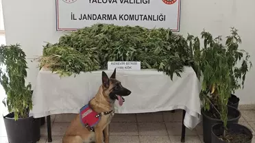 Yalova'da Hint Keneviri Yetiştiren Şüpheli Tutuklandı