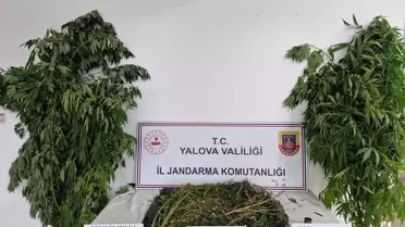 Yalova'da Uyuşturucu Operasyonu: 2 Tutuklama