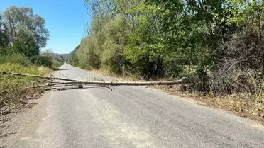 Yalvaç'ta Rüzgar Ağaç Devrildi, Ulaşım Engellendi