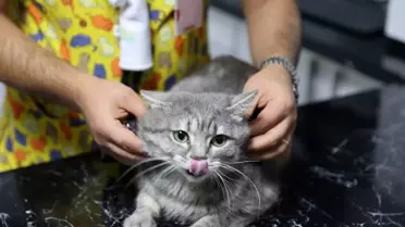 Zehirlenen Kedi Sağlığına Kavuştu