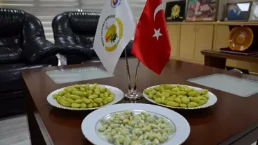 2025'in İlk Boz Antep Fıstığı Nizip'e Geldi