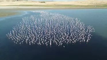 Yozgat'ta Flamingo İzleme Faaliyeti