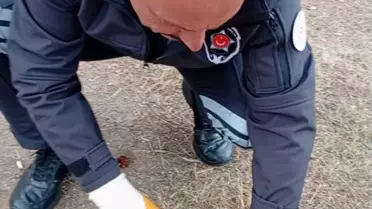 Kediyi Konserve Kutusundan Güvenlik Görevlisi Kurtardı