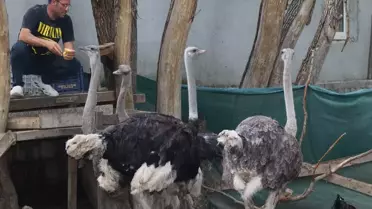 Bahadın'da Deve Kuşu Çiftliği