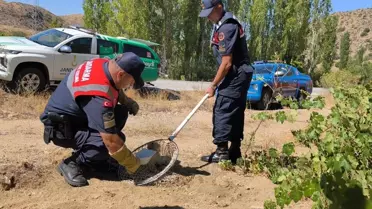 Yaralı Tilki Kurtarıldı