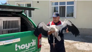 Leylek Tedavi İçin Jandarmaya Teslim Edildi