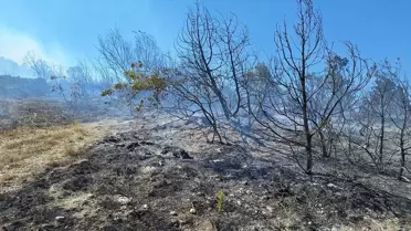 Zonguldak'ta Yangın Kontrol Altına Alındı