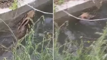 Domuz yavrusu, düştüğü kanaldan çıkmak için uzun süre mücadele etti