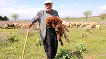80 Yaşında Çobanlık Yapıyor