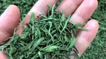 Bayburt'ta Tarhun Fidesi Dağıtımı Başladı