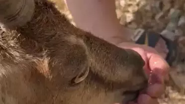 Dağ Keçisini Doğaya Döndürdüler