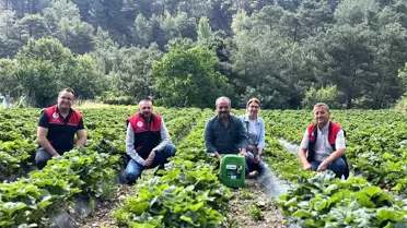 Çakırdere'de İlk Çilek Hasadı Başladı