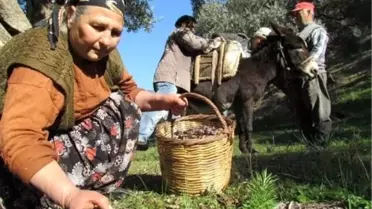Zeytin İhracatında Tarihi Artış