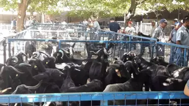 Muğla'da Kurban Bayramı Hazırlıkları Tamamlandı