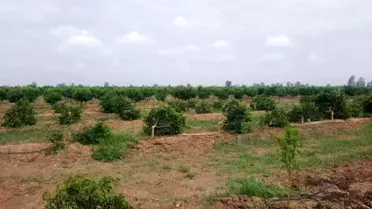 Tarsus'ta 460 Ağaç Kesildi