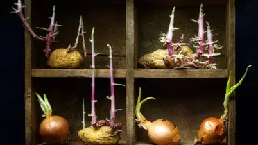 Filizlenen Patates Yenir mi?