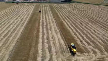 Hatay'da Buğday Hasadı Kuraklıkla Etkilendi