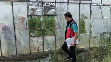 Büyük umutlarla ekti, tarlayı görünce hıçkıra hıçkıra ağladı