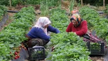 Çilek Hasadı: Kadınların Ekonomik Kazancı