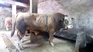 Kurban Pazarı Hareketlendi