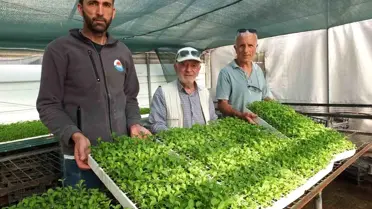 Emekli Albay Stevia Fidesi Üretimine Başladı