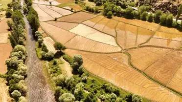 Çeltikli Köyü'nde İmece Usulü Çeltik Ekim Geleneği