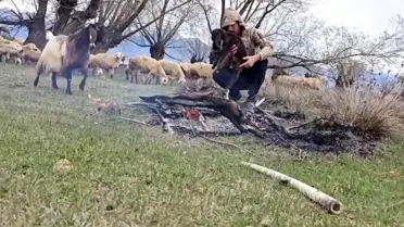 Çoban Oğlağı Doluya Karşı Kurtardı