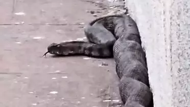 Gaziantep'te Yılan Panic Yarattı
