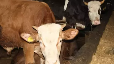 Kurban Bayramı'nda berberler bile bu işe giriyor! 63 bin TL cezası var