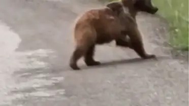Yavru Ayı Doğada Görüntülendi