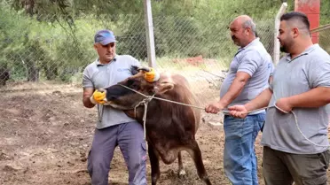 Antalya Büyükşehir Belediyesi Kurban Bayramı Hazırlıklarını Tamamladı
