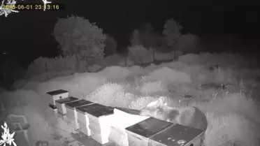Ayı Arı Kovanlarını Parçaladı