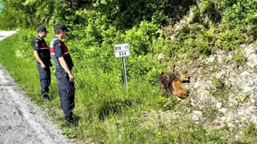 Çatalzeytin'de Yaralı Karacalar Tedavi Altında