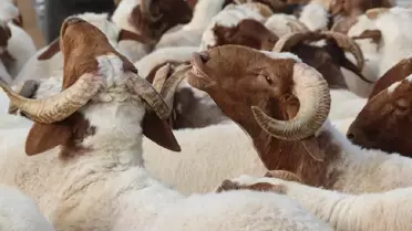 Kurban Bayramı Öncesi Kadıköy'de Vatandaşlar Bayramı ve Kurban Fiyatlarını Değerlendirdi