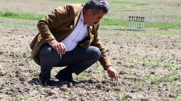 Diyadin'de Tarım Üretimi Artıyor