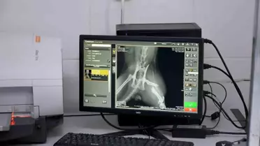 Kuşadası Belediye Başkanı Ömer Günel, Yaralı Kediye Umut Oldu