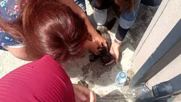 Öğrenciler Yavru Kediyi Hayata Döndürdü