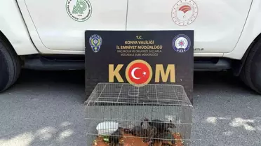 Konya'da Sincap Kaçakçılığına Operasyon