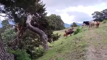 Yıldırım büyükbaşları kurtardı