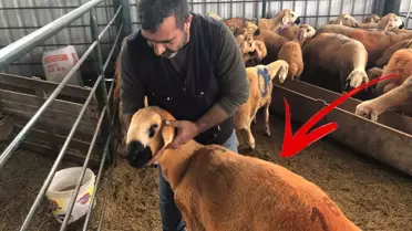 Sivas Kangal kuzuları hem renkleri hem de lezzetleriyle dikkat çekiyor