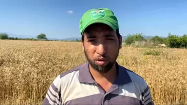 Osmaniye'de Buğday Hasadı Geç Başladı