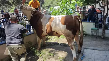 Boğa Kurtarma Operasyonu