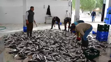 Muğla'nın İhracatı Mayıs'ta Yüzde 11 Arttı
