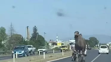 Deve Trafiği Felç Etti