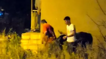 Kaçan Boğa Seydişehir'de Trafiği Karıştırdı