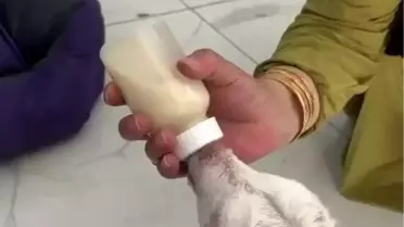 Serdivan'da Sevimli Keçi Misafiri