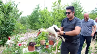 Yaralı Leyleğe Aile Şefkati