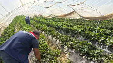 Koçarlı'da Çilek Hasadı Öncesi Denetim