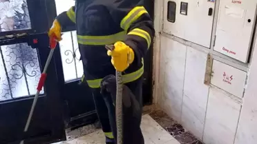 Bilecik'te Engerek Yılanı Apartmana Girdi, İtfaiye Ekipleri Yakalandı