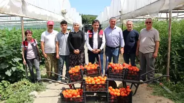 Amasya'da Domates Hasadı Başladı